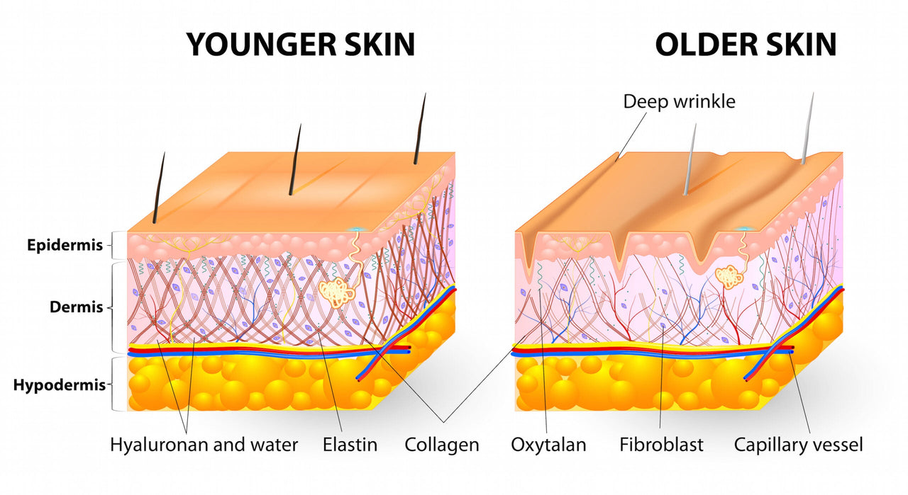 Is Collagen in Skincare Halal or Haram? The Full Breakdown