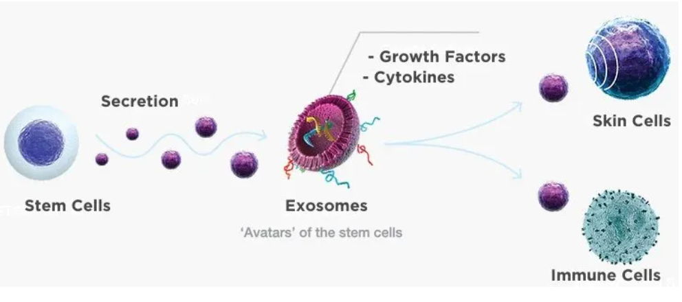 Exosomes & PDRN: What Are They, and How Can They Restore Youthful Skin?