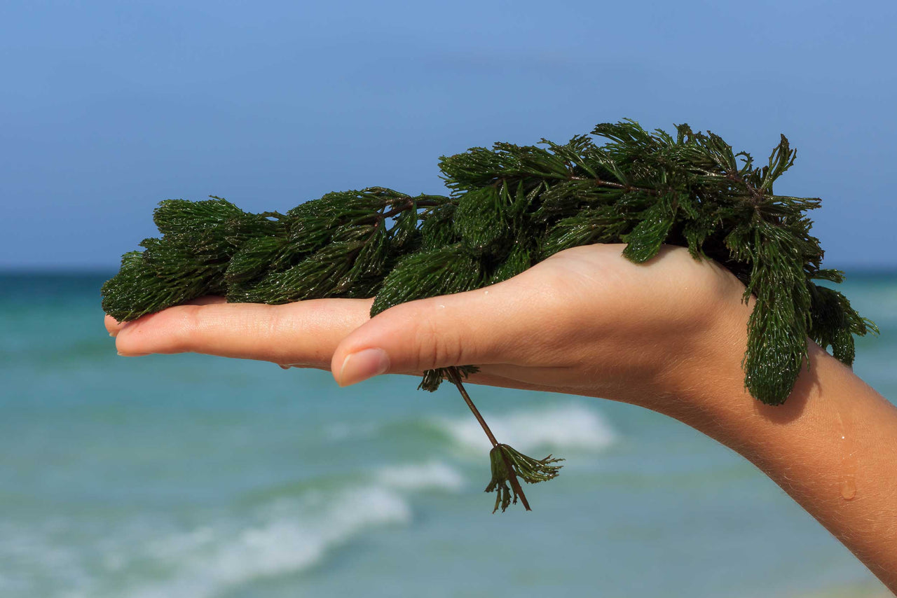 The Rise of Algae in Skincare: From Seaweed Extract to Chlorella