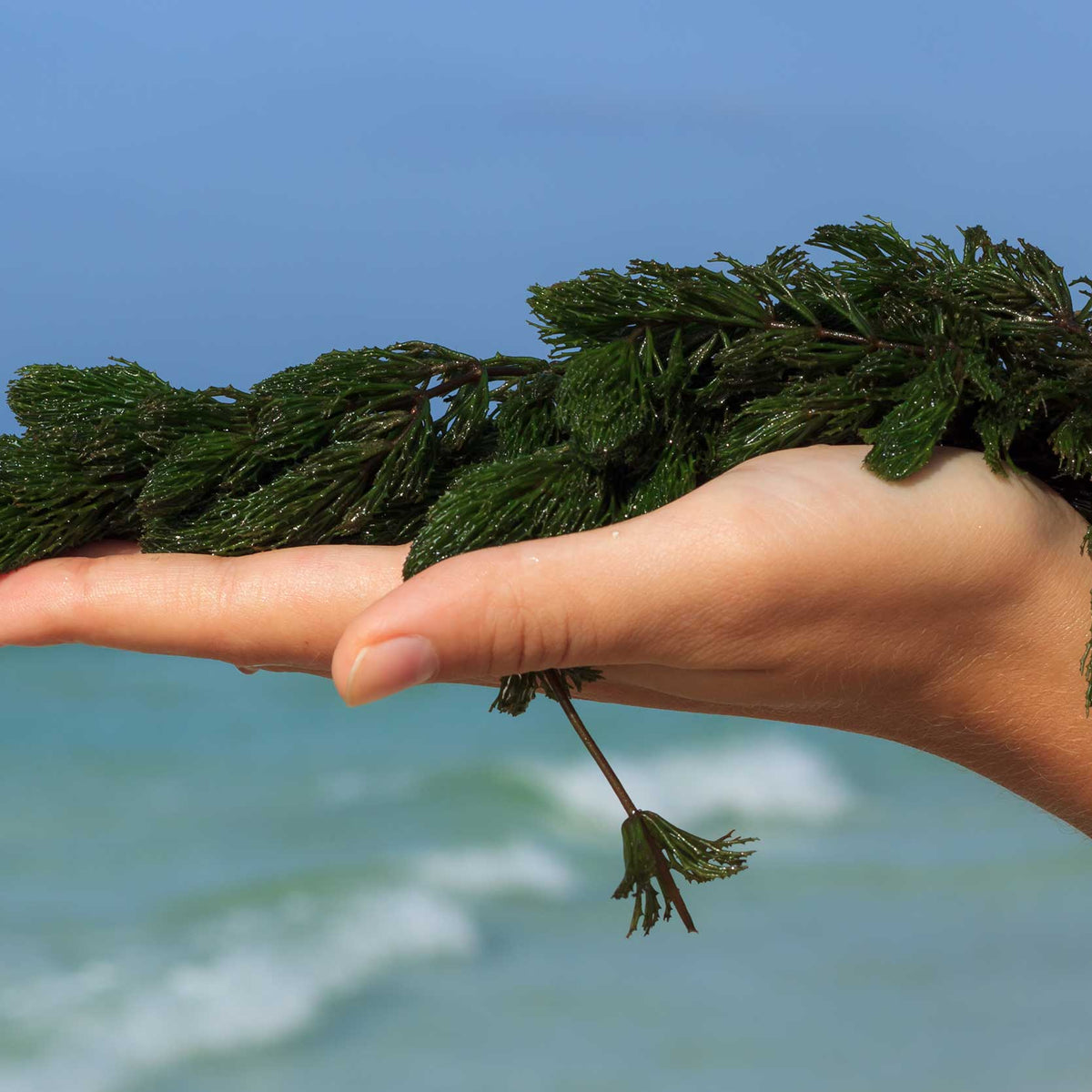 The Rise of Algae in Skincare: From Seaweed Extract to Chlorella ...